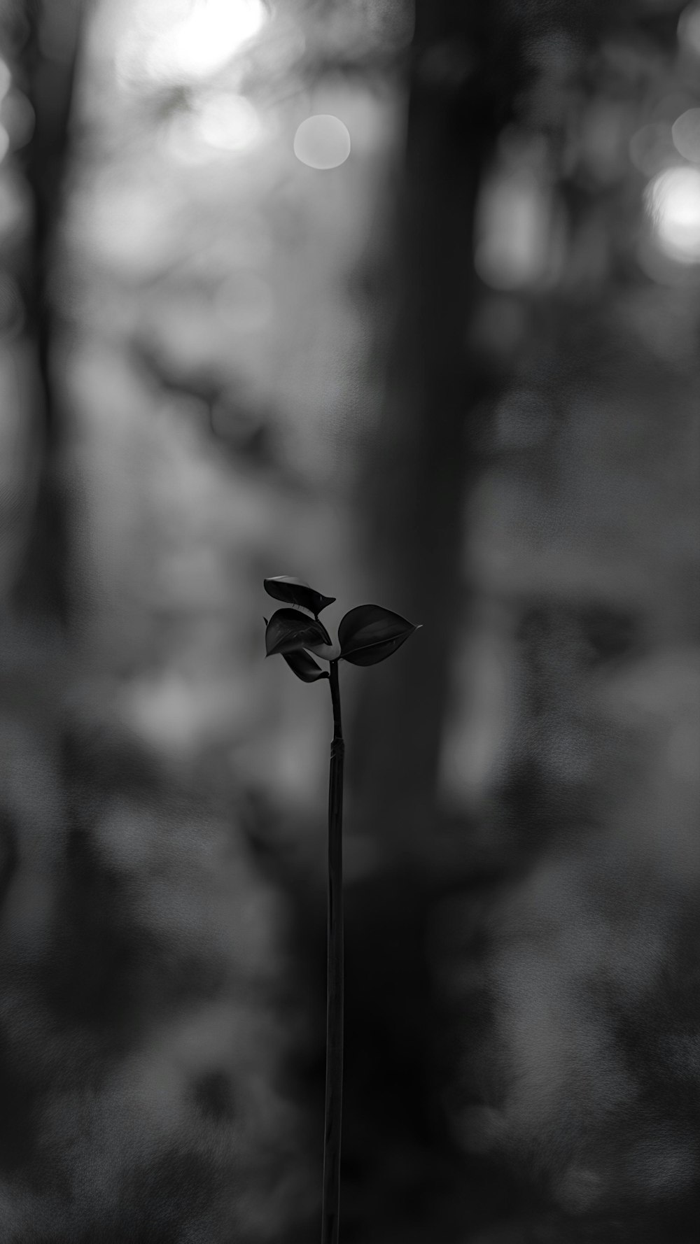 a black and white photo of a single flower