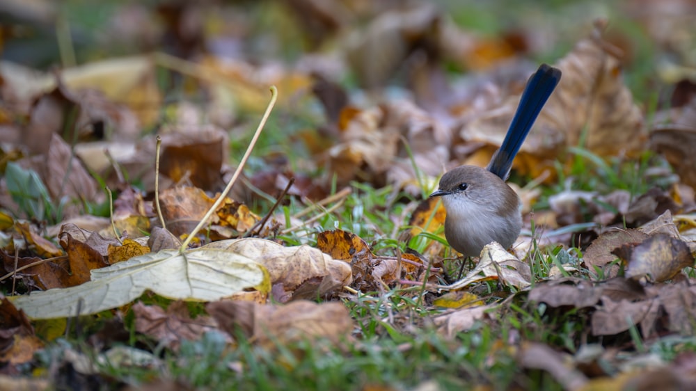 a small bird sitting on top of a pile of leaves