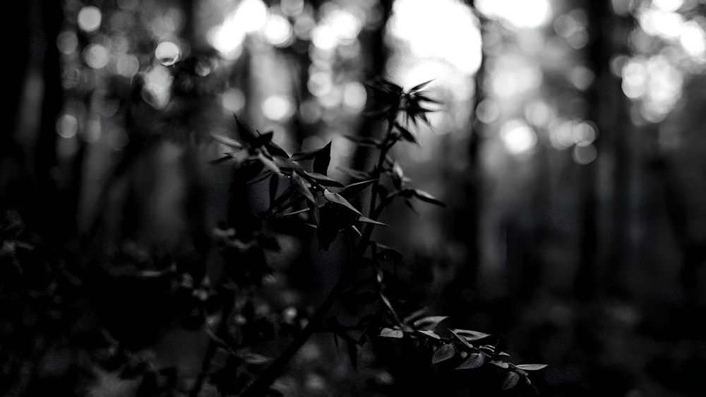 a black and white photo of a plant in the woods