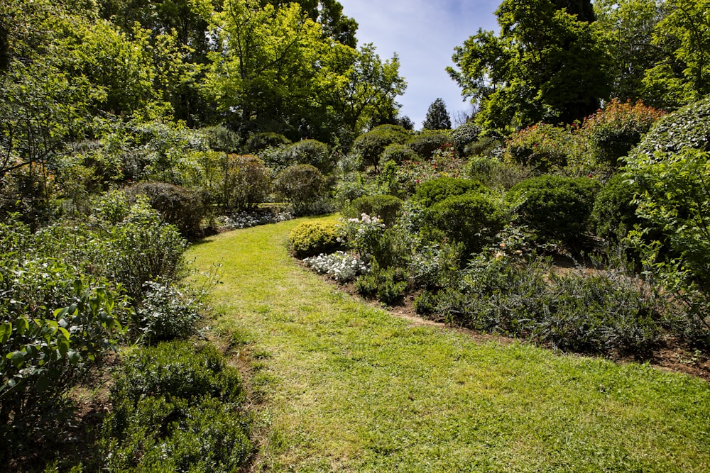 a path through a lush green forest filled with lots of trees