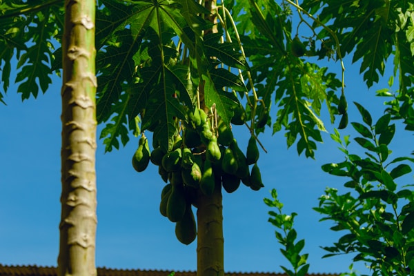 A bunch of unripe bananas hanging from a tree