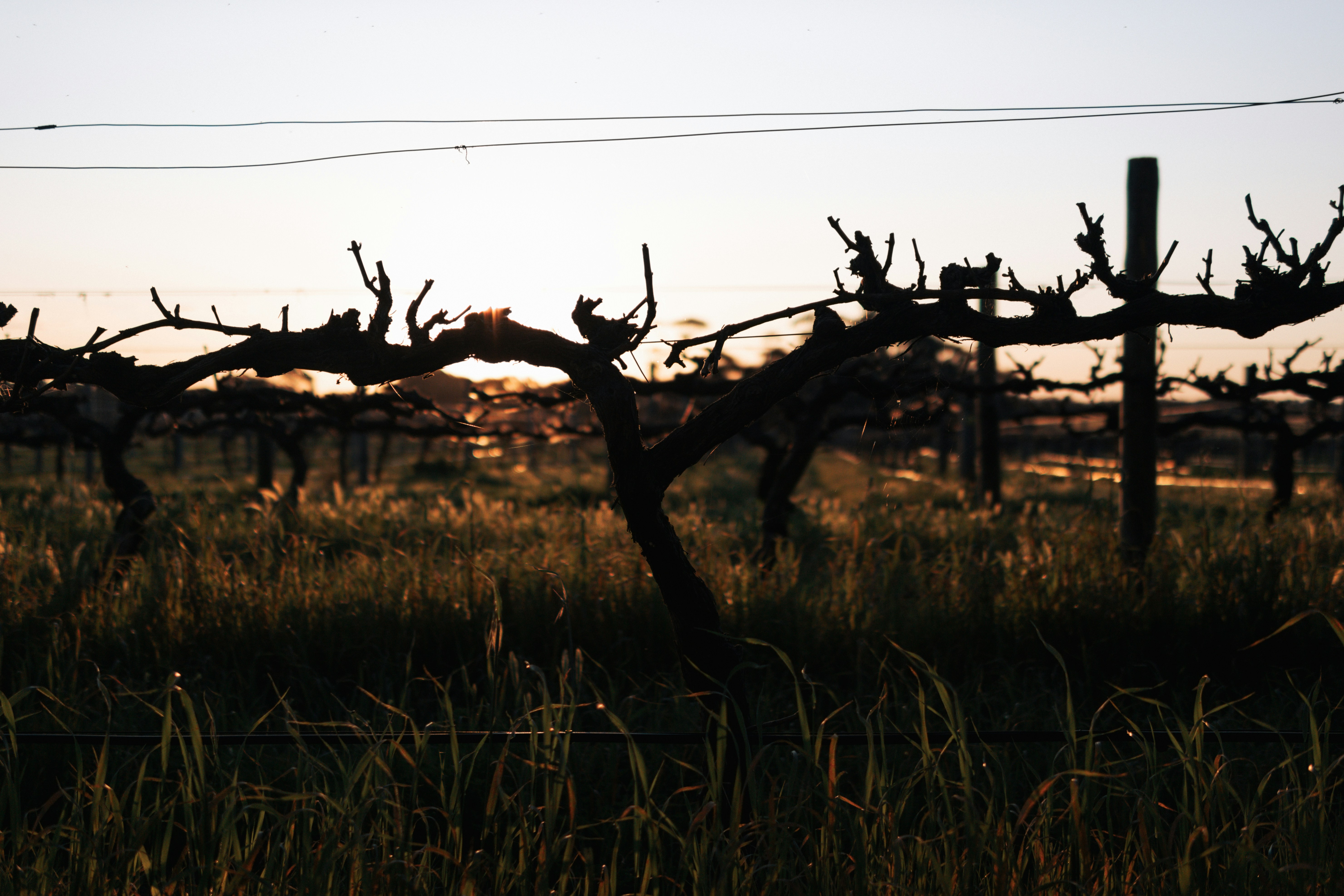 the sun is setting behind a wire fence