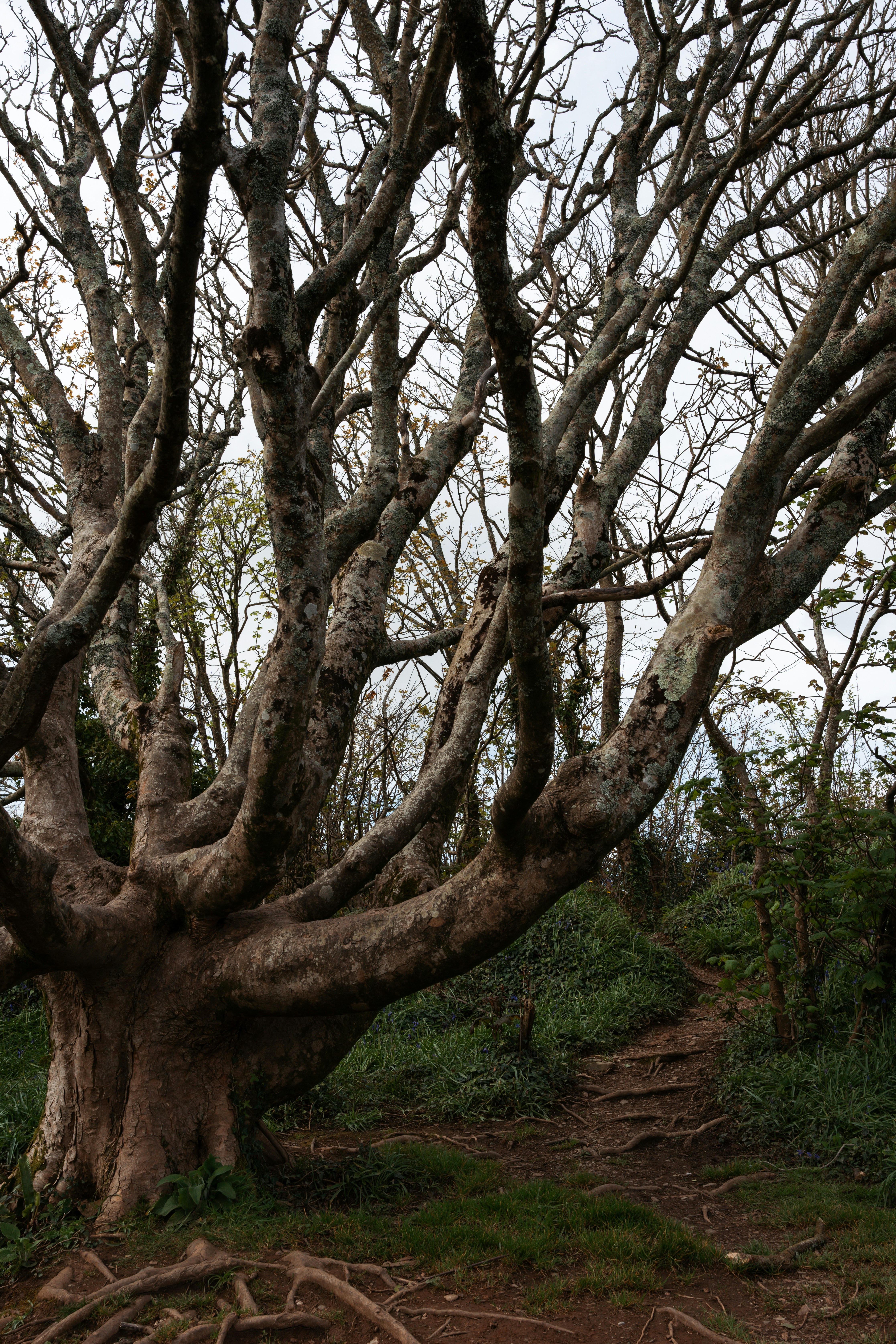 A very large tree with very thin branches photo – Free Falmouth Image ...