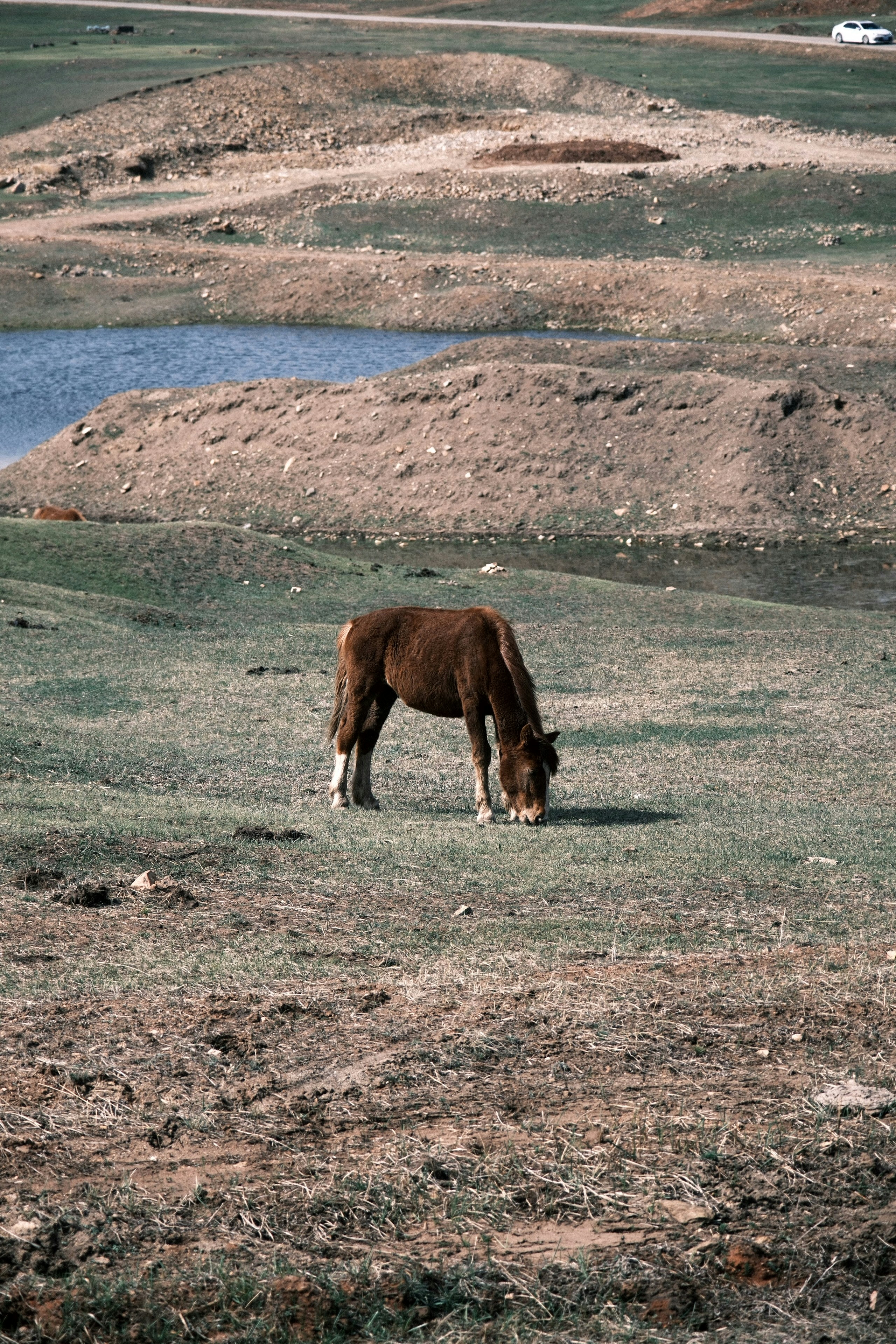 a brown horse eating grass in a field
