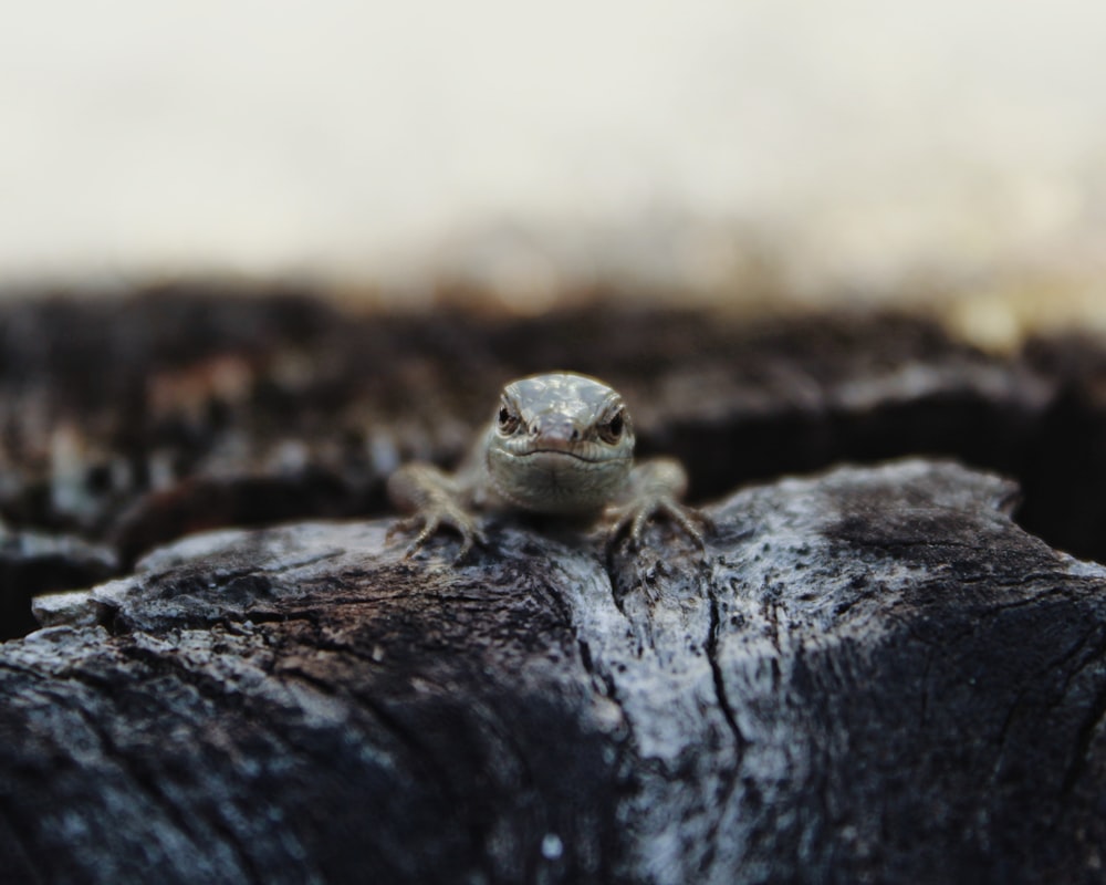 a small lizard sitting on top of a tree stump