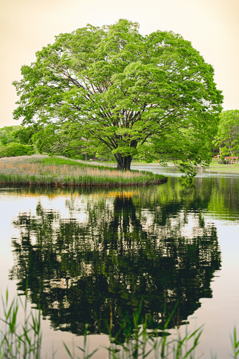 a large green tree sitting next to a lake