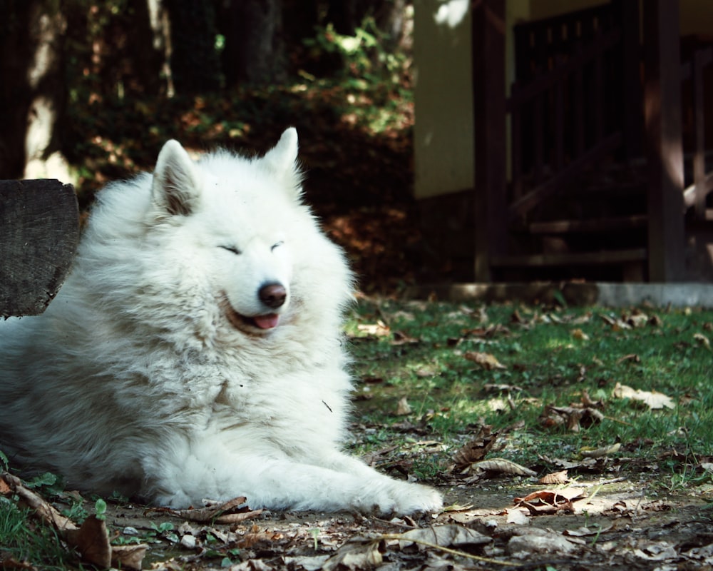 a large white dog laying on top of a lush green field
