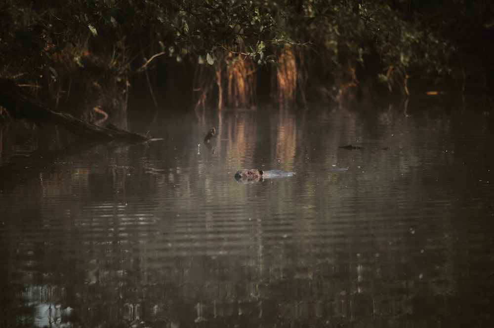 a bird floating on top of a body of water