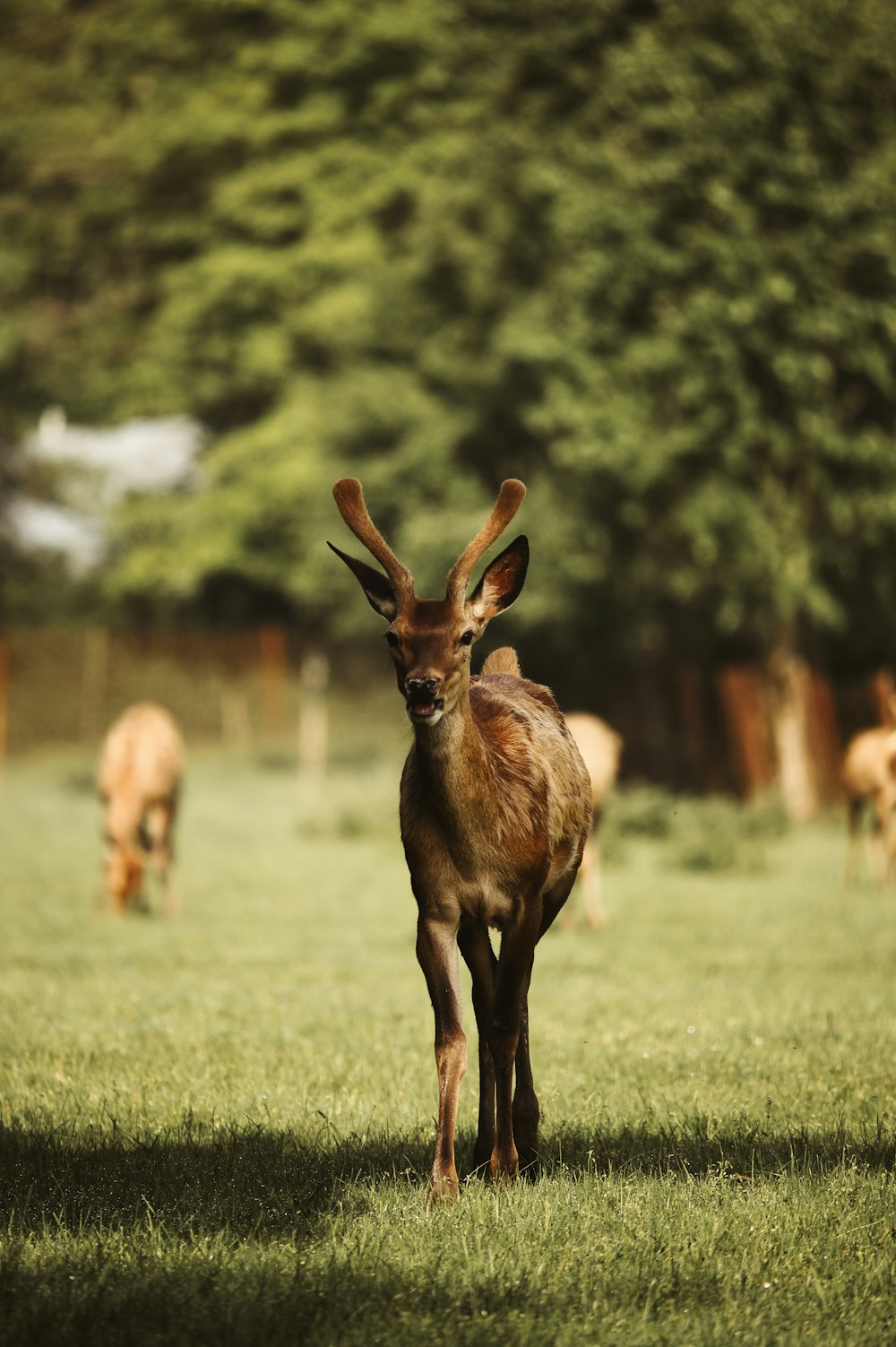 a deer standing in the grass with other deer in the background