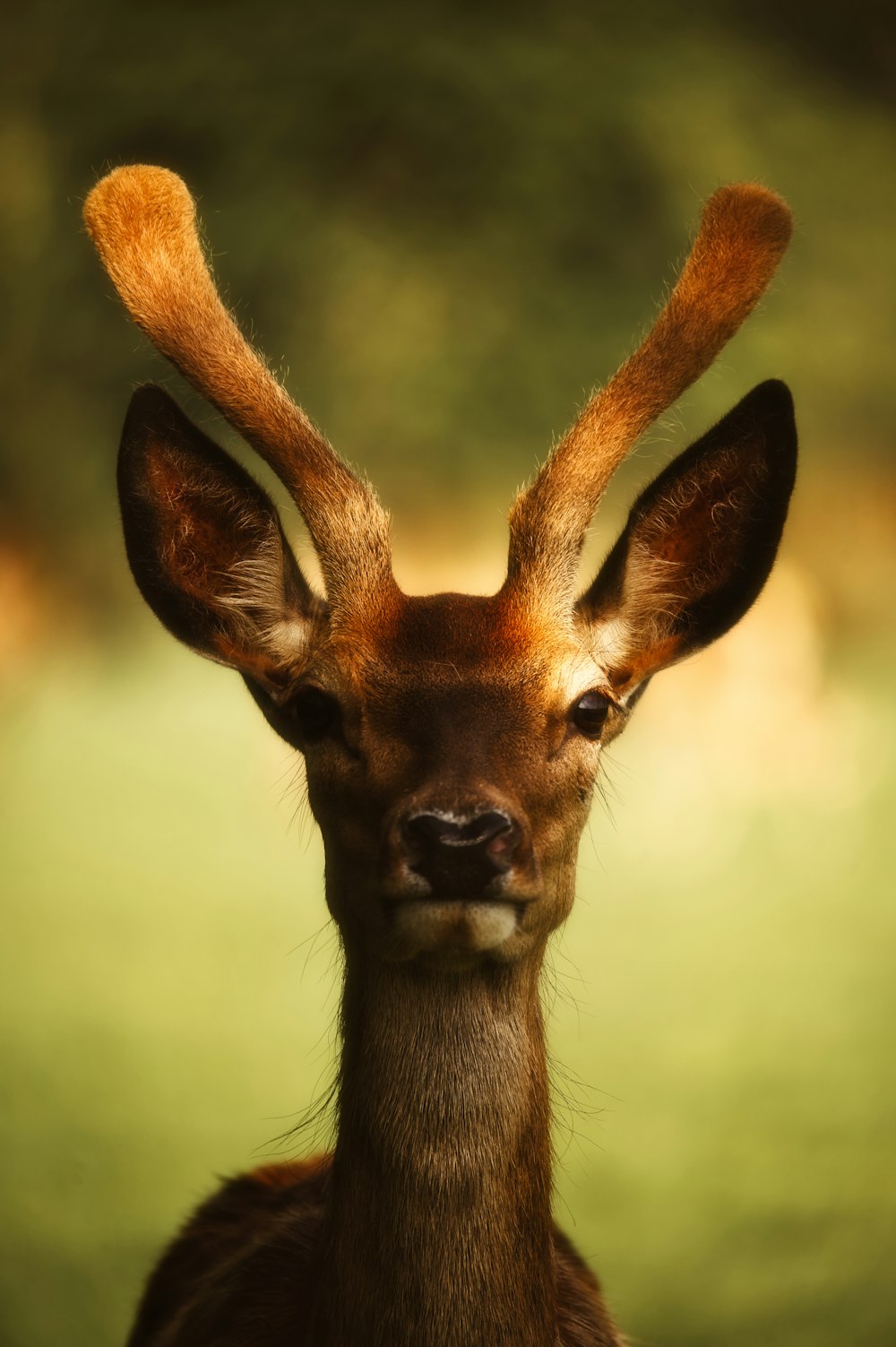 a close up of a deer's face with a blurry background