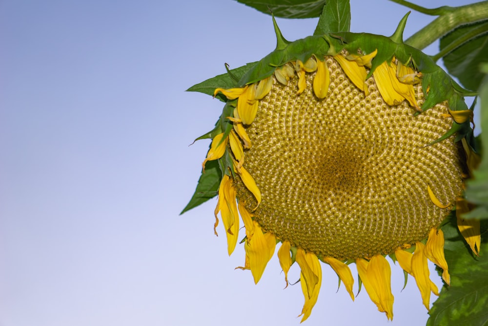 a large sunflower with lots of green leaves