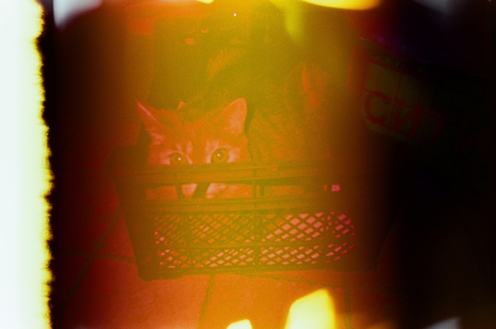 a cat sitting in a basket on top of a table