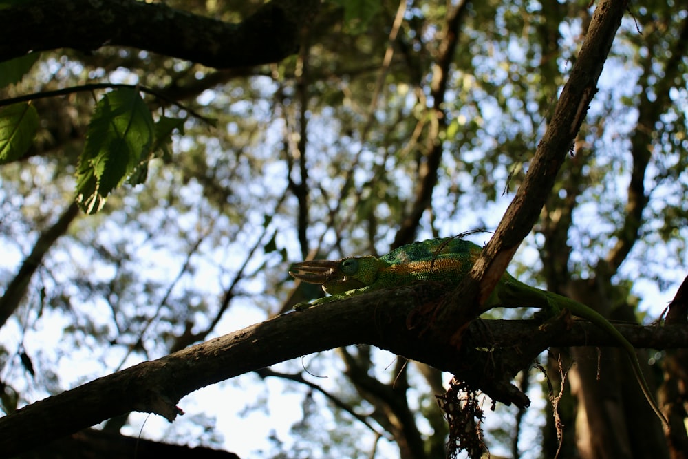 a green bird perched on a tree branch