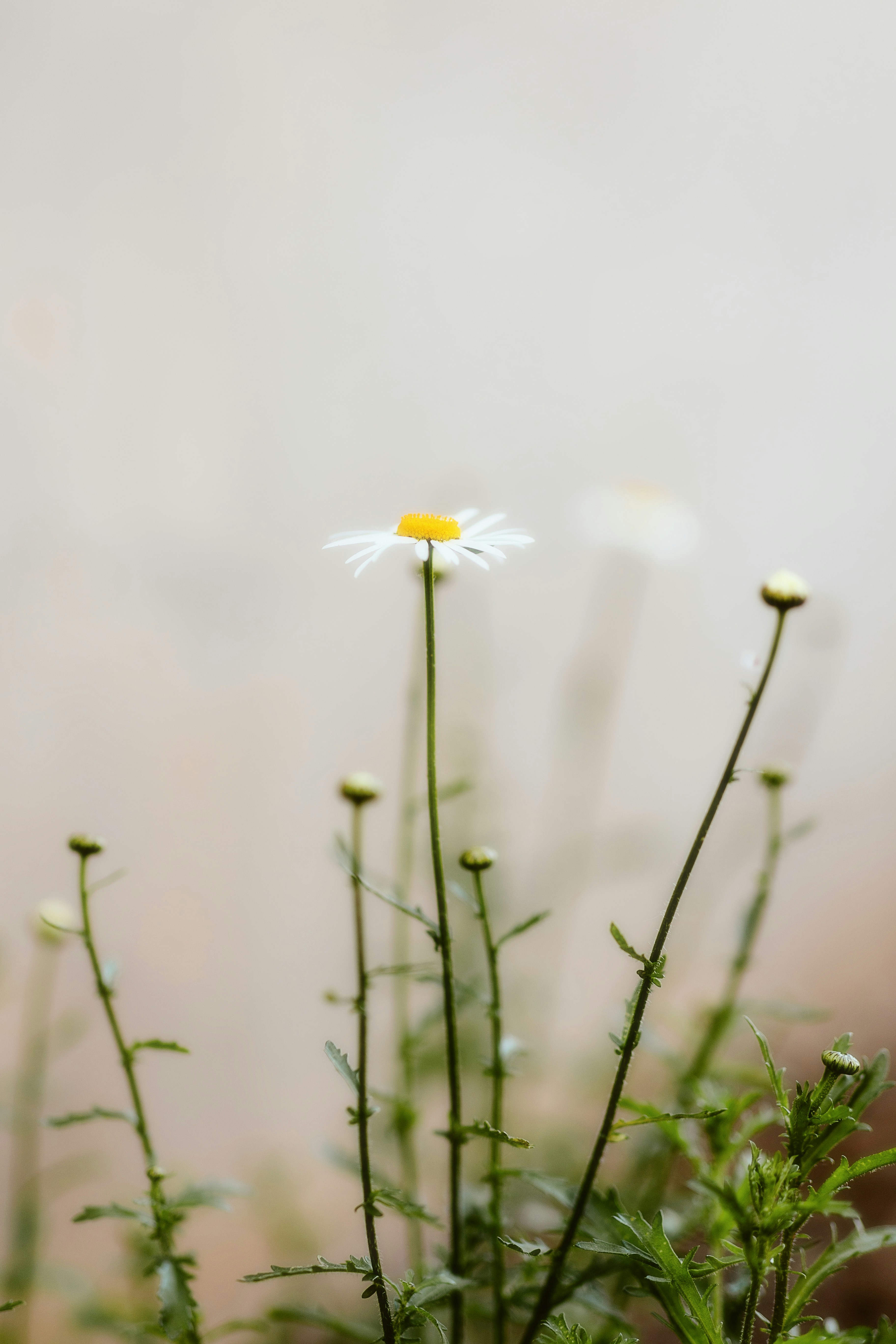 Photo by alingavriliuc