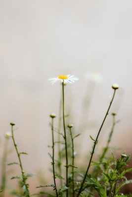 Crocosmia Emily McKenzie