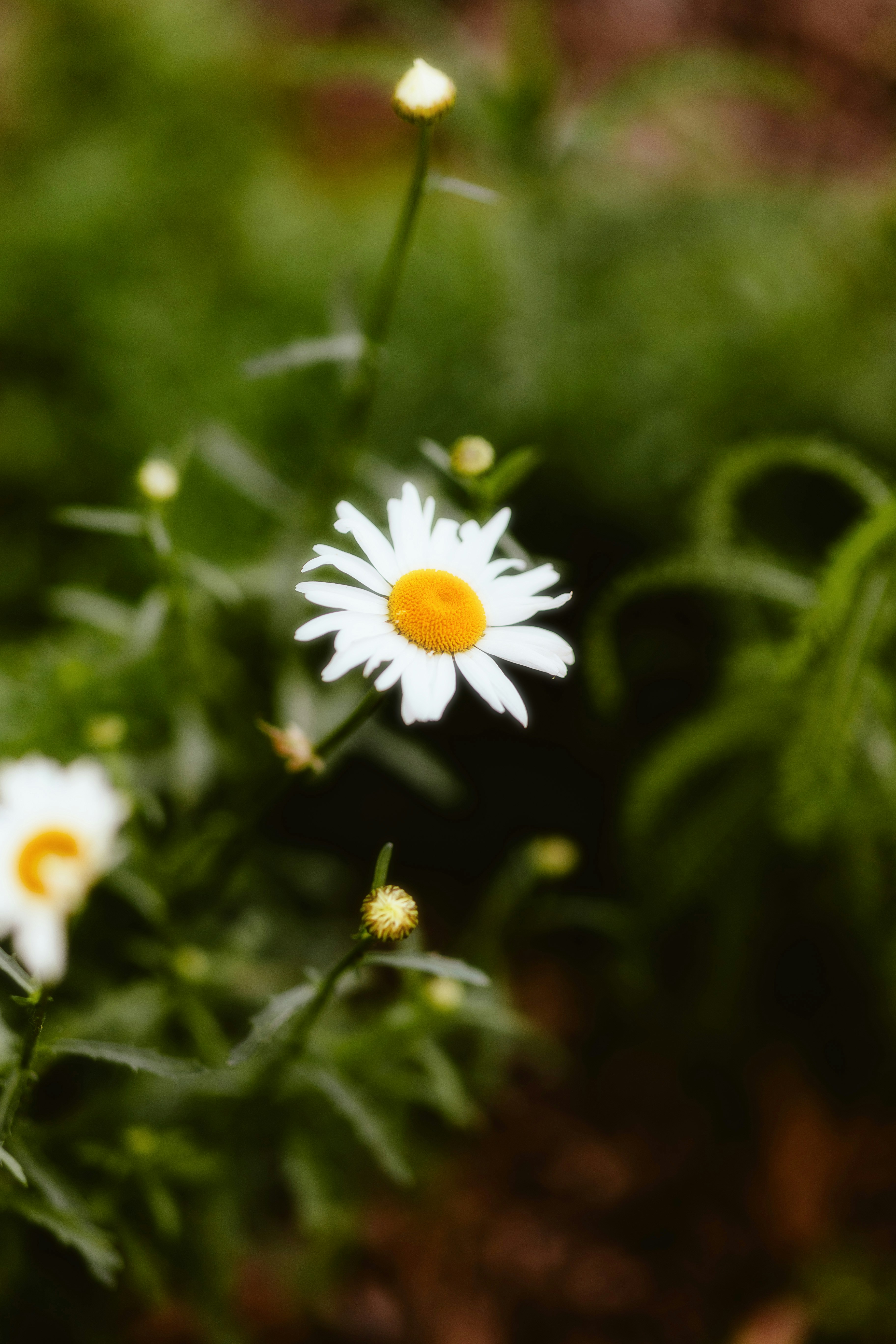 Photo by alingavriliuc