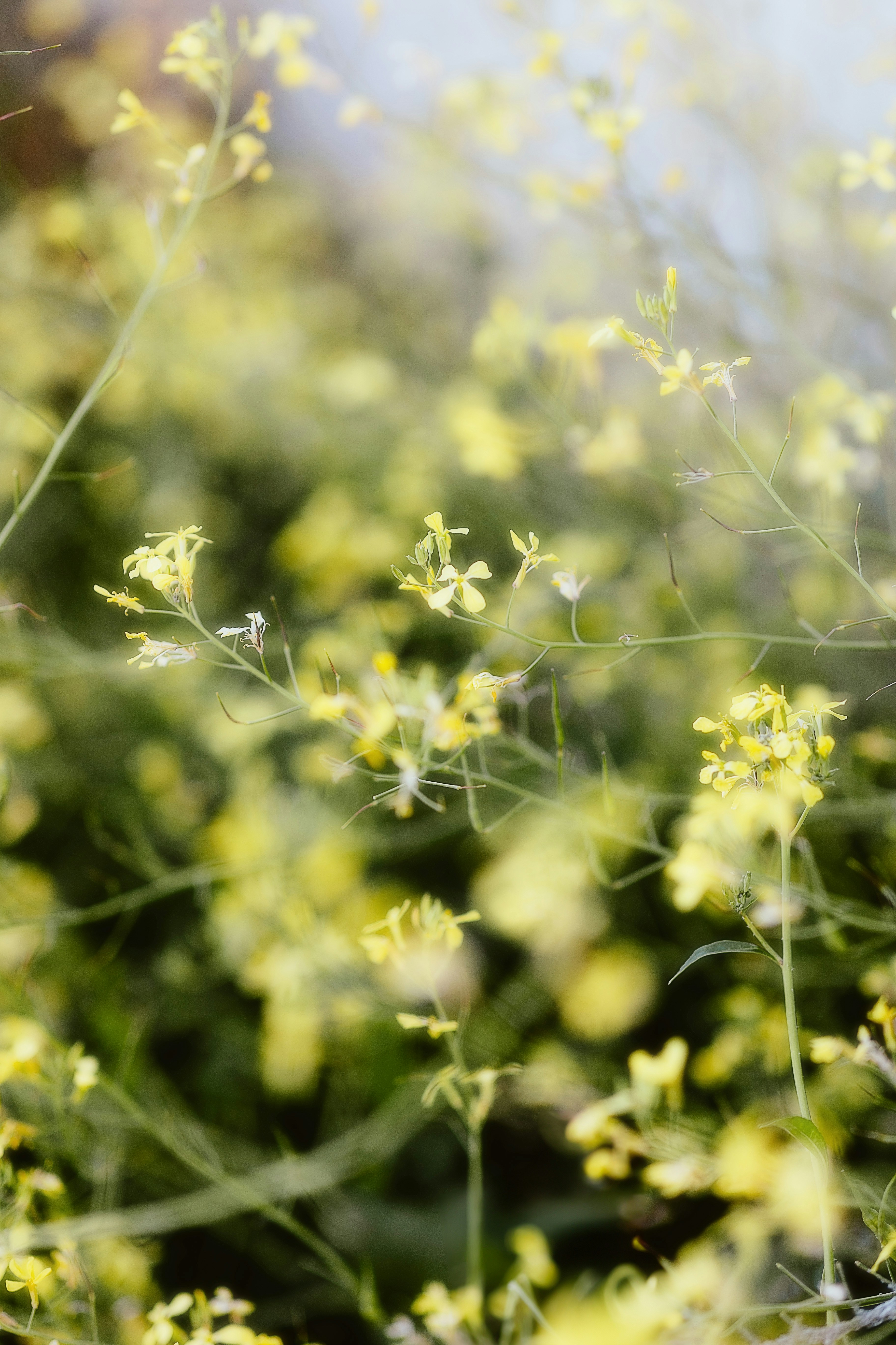 A close up of a plant with yellow flowers photo – Free Bordeaux Image ...