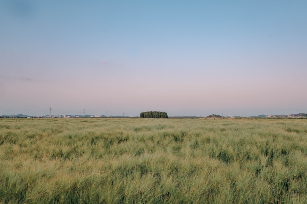 a field of green grass with a blue sky in the background