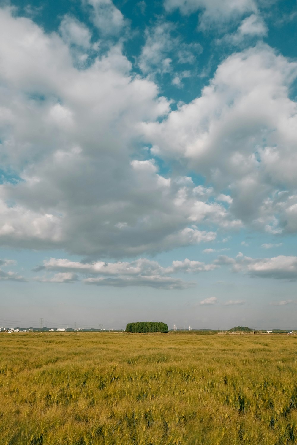 un campo d'erba sotto un cielo azzurro nuvoloso