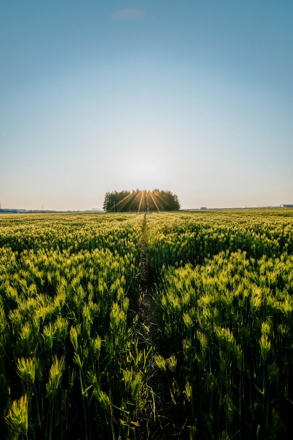 the sun is shining over a field of green plants