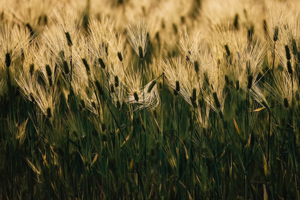 a field of tall grass with a blurry background