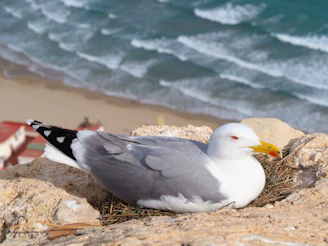 a seagull sitting on a rock near the ocean