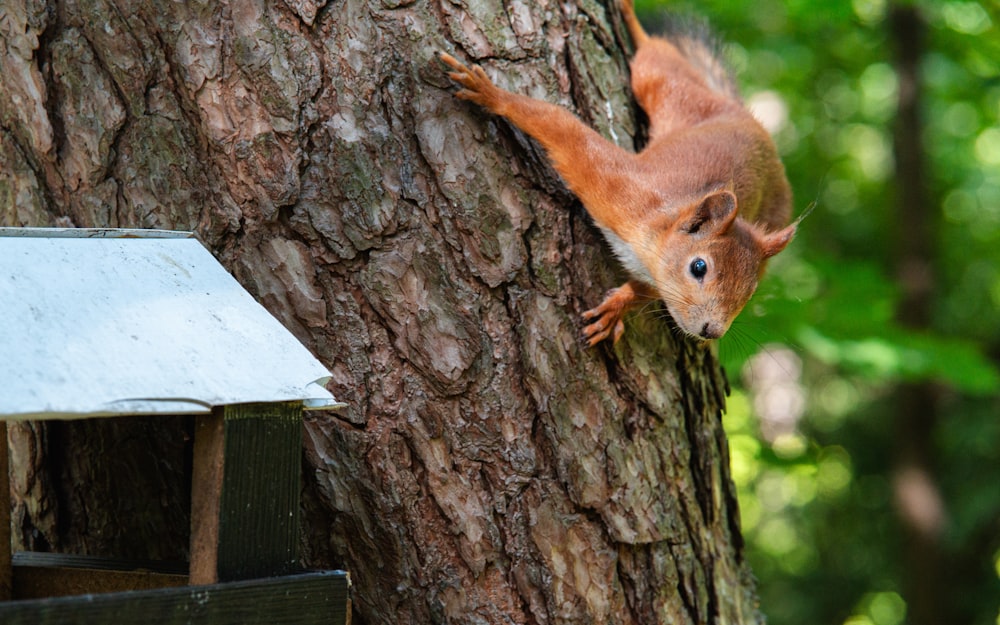 a squirrel climbing up the side of a tree