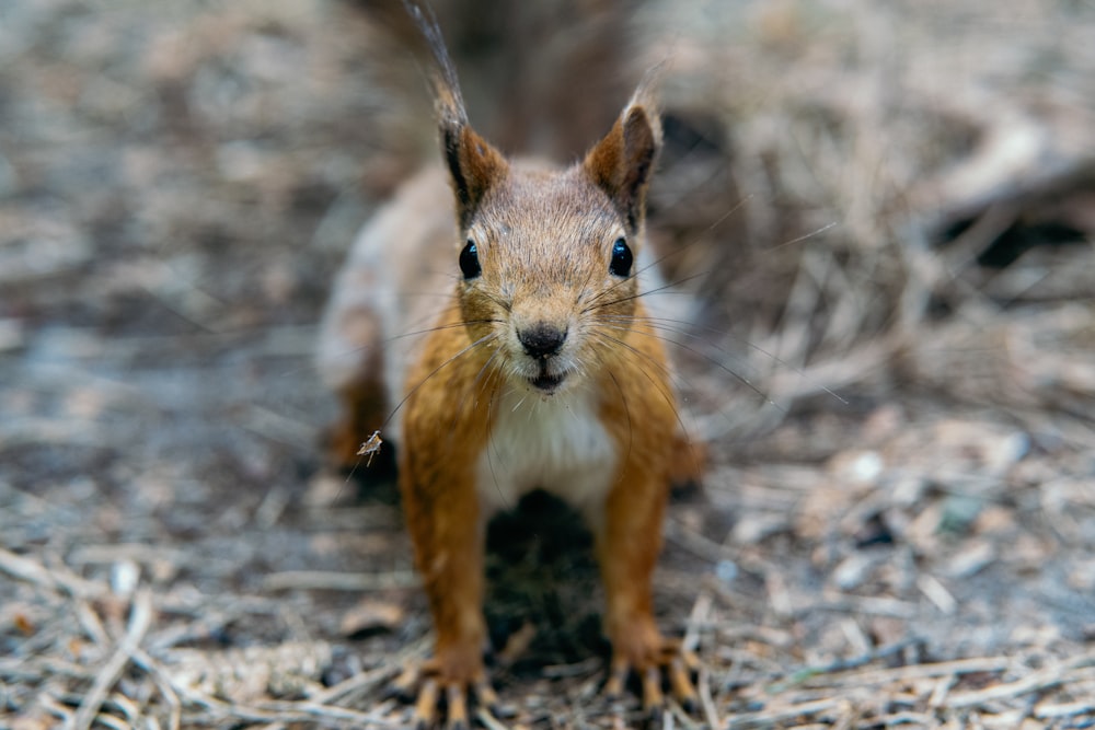 a close up of a squirrel on the ground