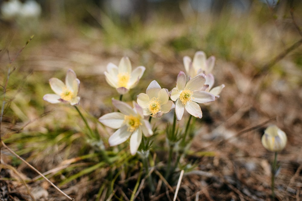 a group of small white flowers in a field