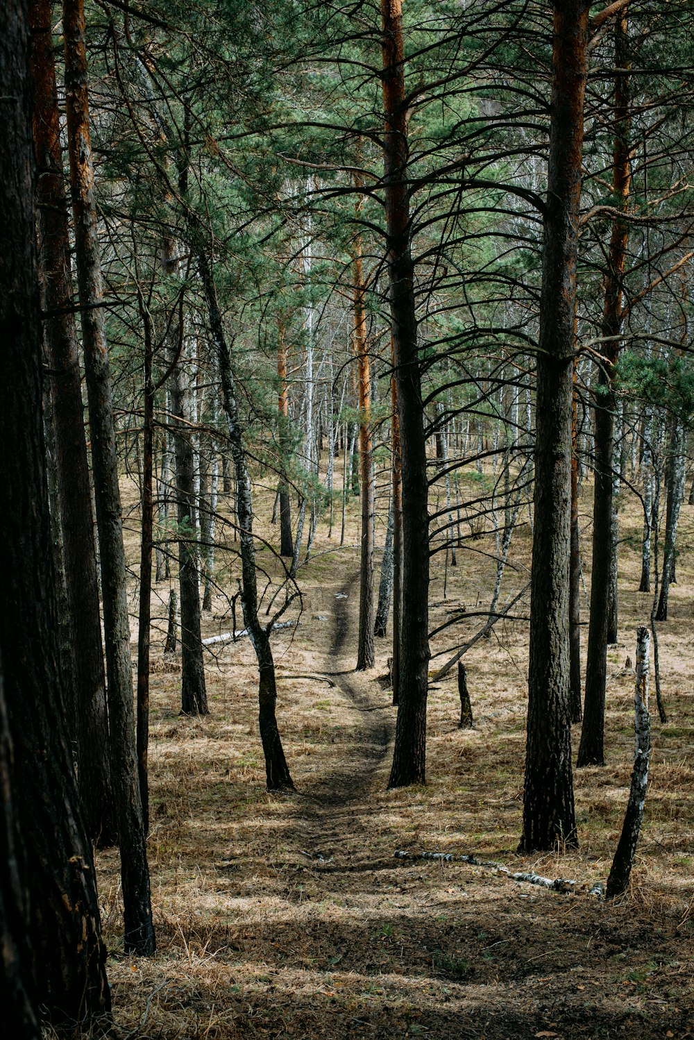 a path in the middle of a pine forest