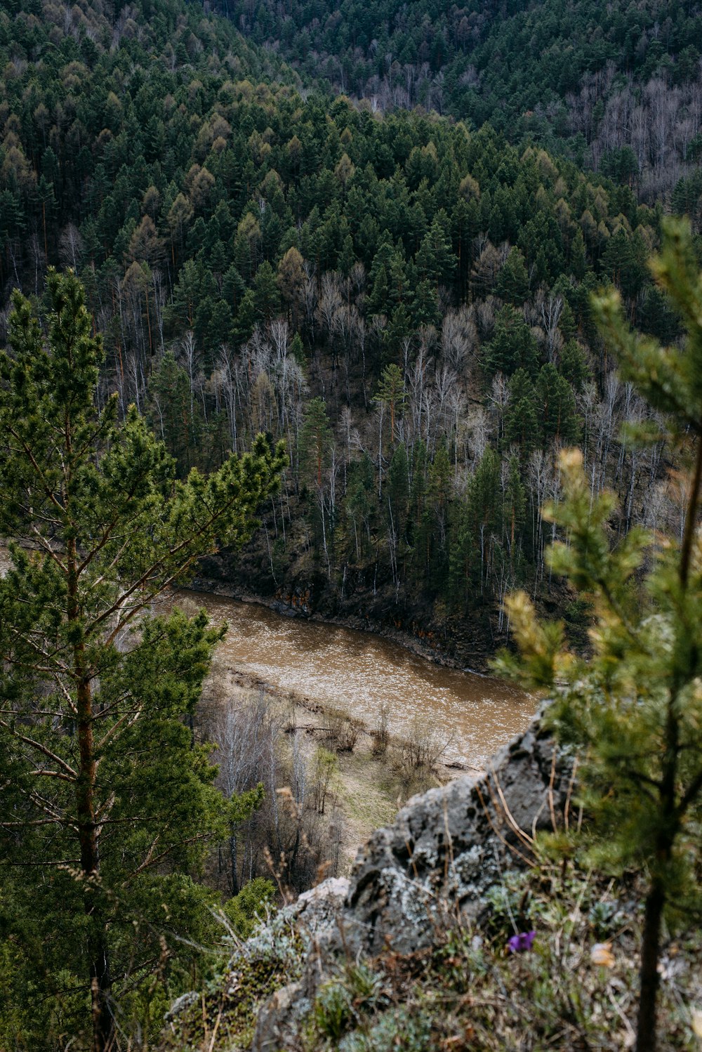 a view of a forest from a high point of view