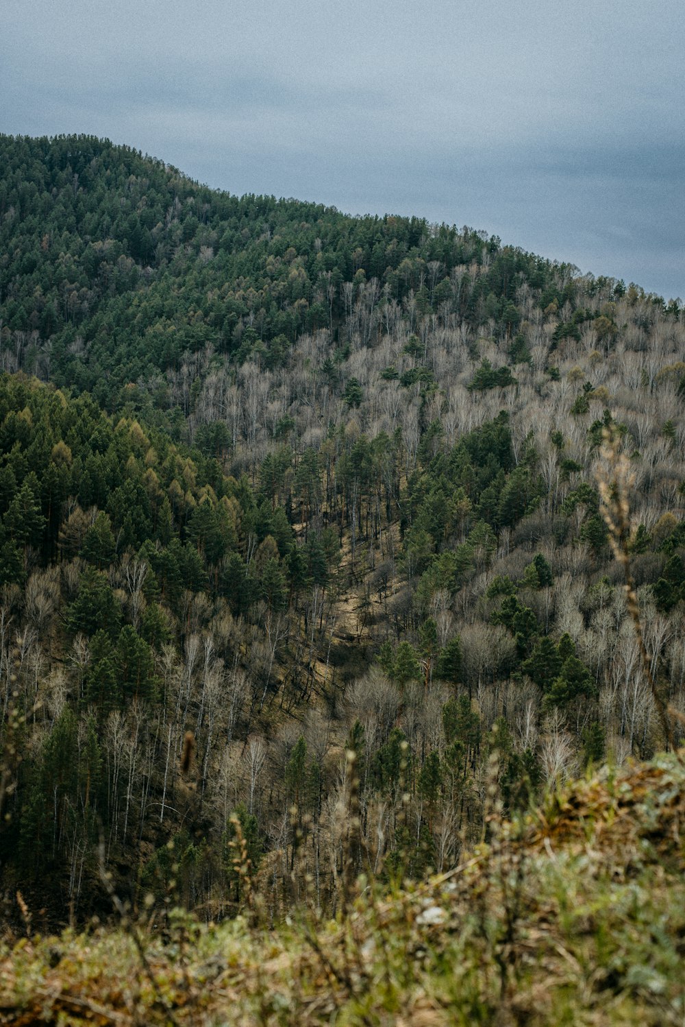 a mountain covered in lots of trees and bushes