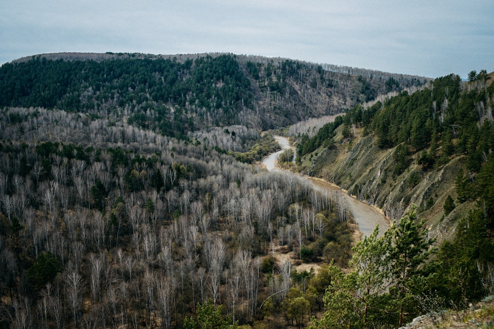 a winding road in the middle of a forest