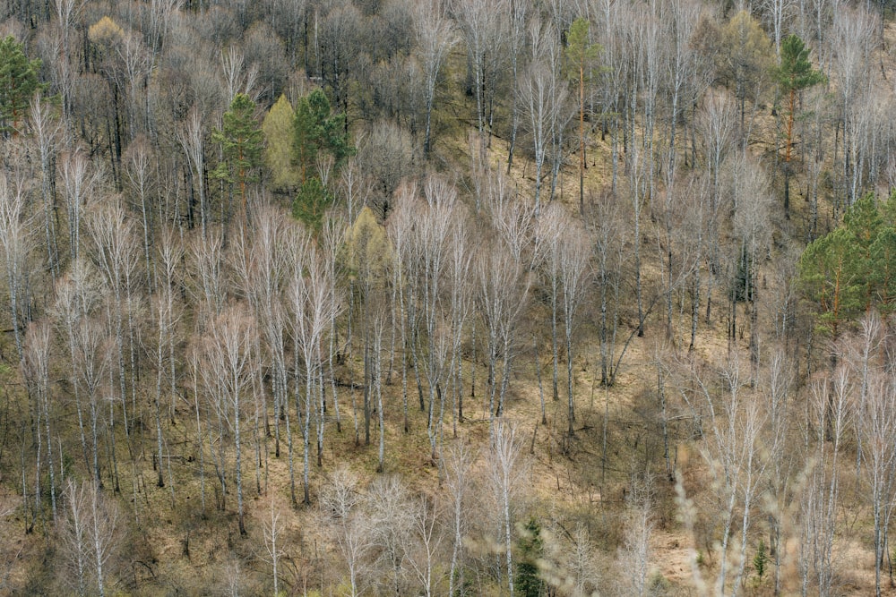 an aerial view of a wooded area with trees