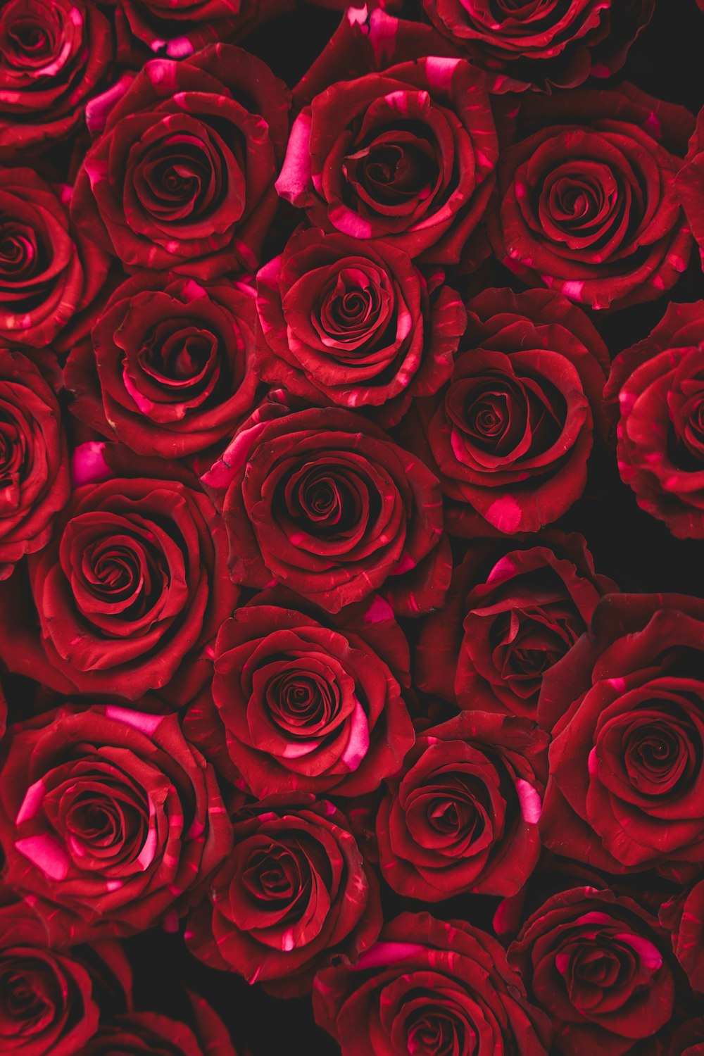 a bunch of red roses that are close together