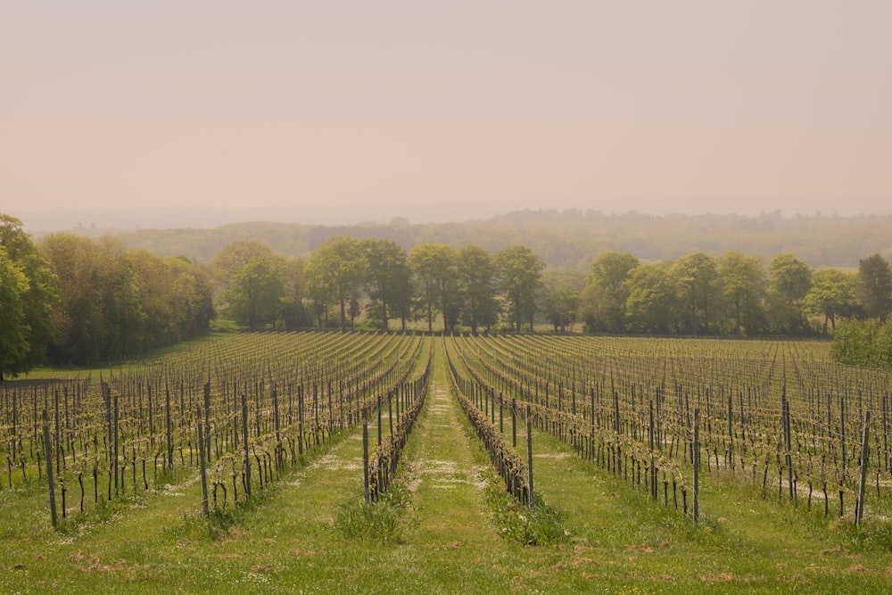 a large field of trees in the middle of a field