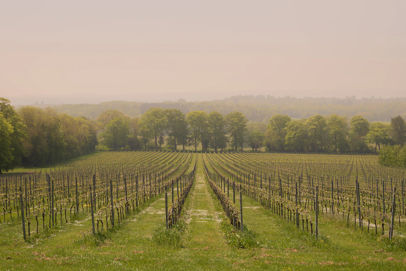 Rijen jonge wijnstokken in een heiig, glooiend landschap