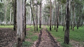 A track through a eucalypt plantation forest