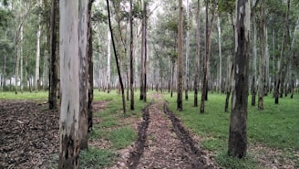 a dirt path in the middle of a forest