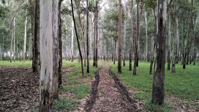 a dirt path in the middle of a forest