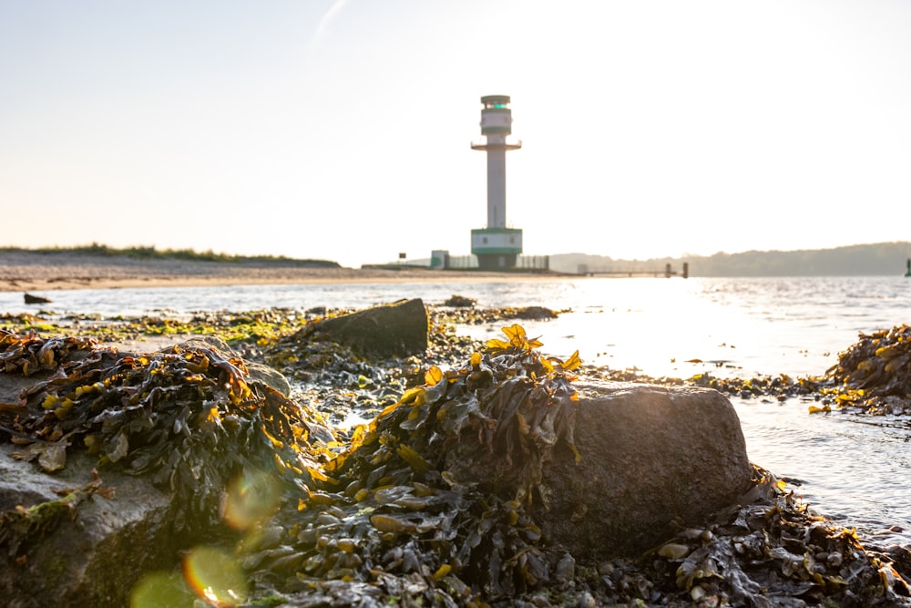 seaweed and rocks on the beach with a lighthouse in the background