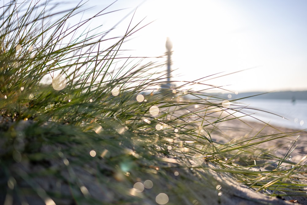 a close up of some grass near a body of water