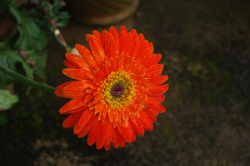 a bright orange flower with a yellow center