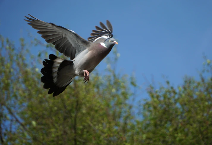 a bird flying through the air with its wings spread