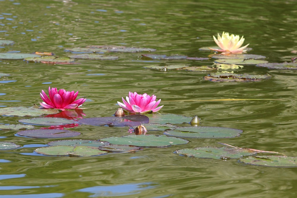 two pink water lilies floating on top of a lake