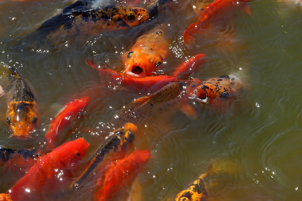 Eine Gruppe von Fischen, die in einem Teich schwimmen