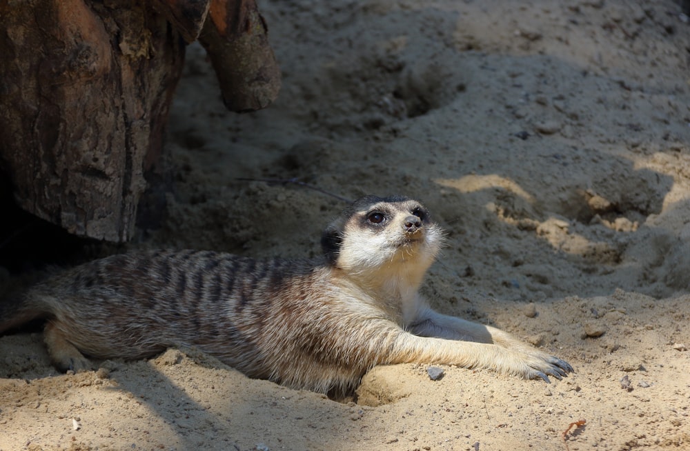 a meerkat laying on the ground in the sand