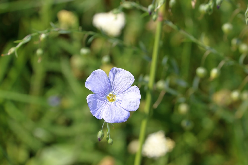 a small blue flower sitting on top of a lush green field