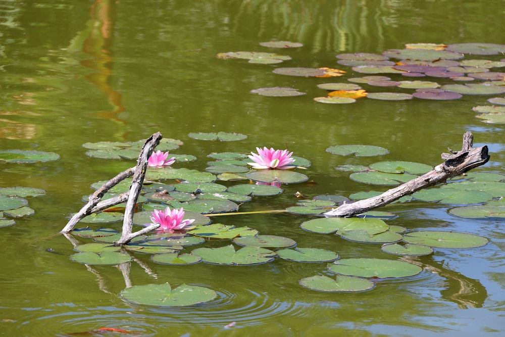 a pond with lily pads and a dead tree branch