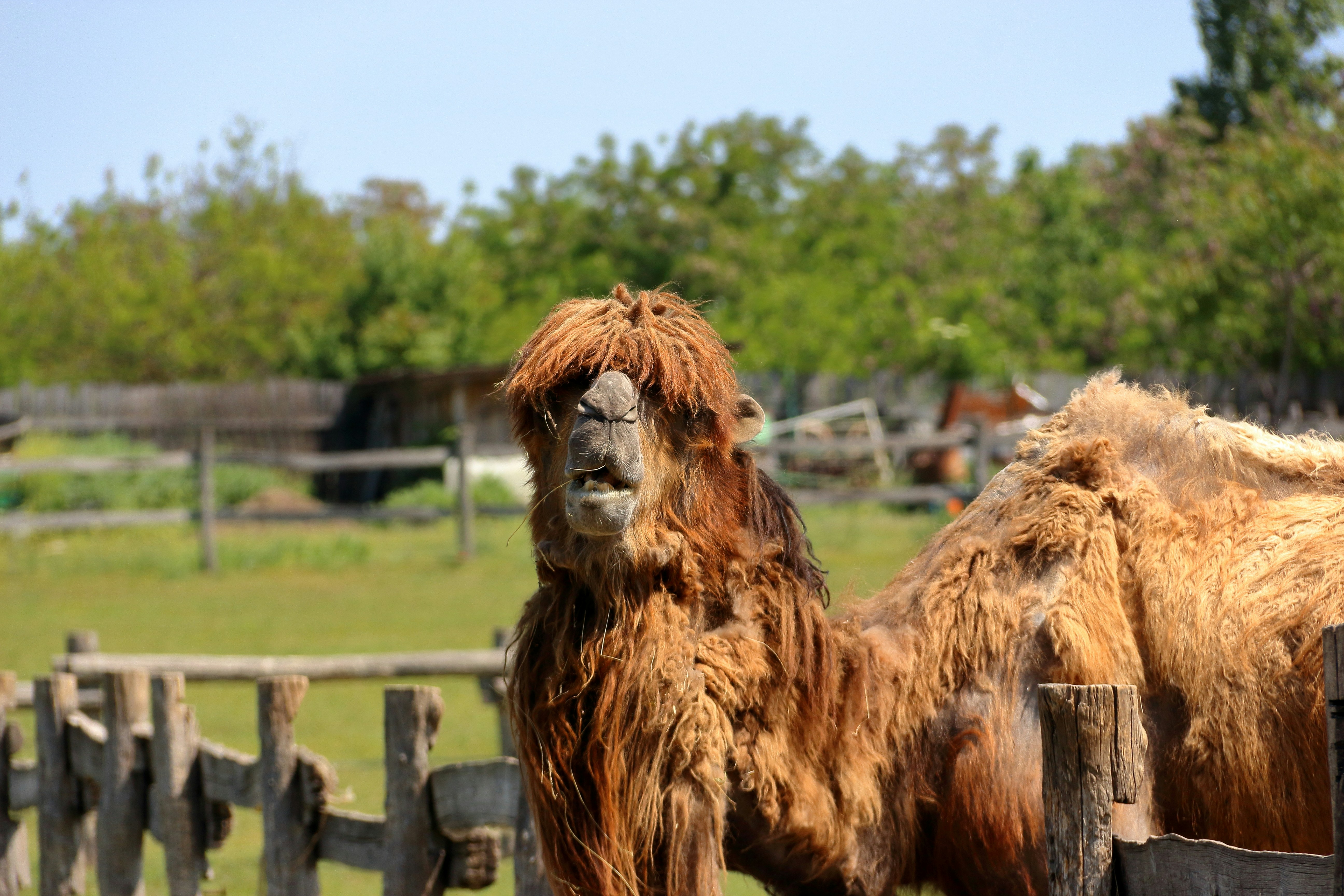 Unleash the Wild: A Zoo Adventure Where Travel Meets Nature's Wonders